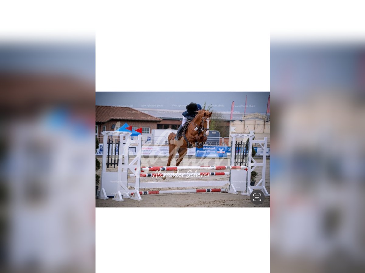 Westfale Stute 7 Jahre 170 cm Fuchs in Nordkirchen