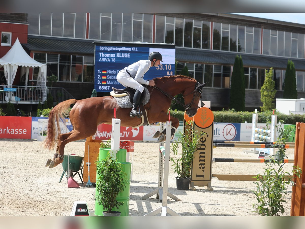 Westfale Stute 7 Jahre 170 cm Fuchs in Murrhardt