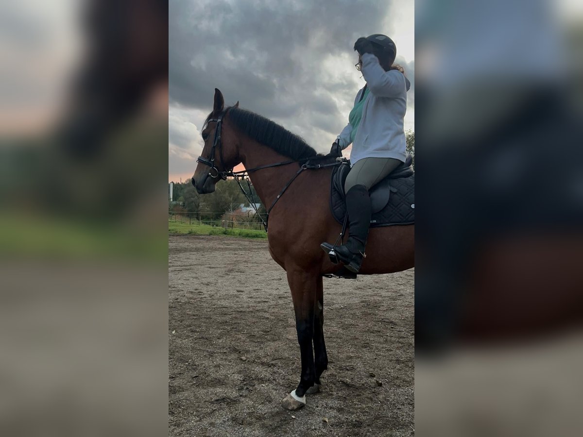 Westfale Stute 7 Jahre 170 cm Hellbrauner in Laupheim