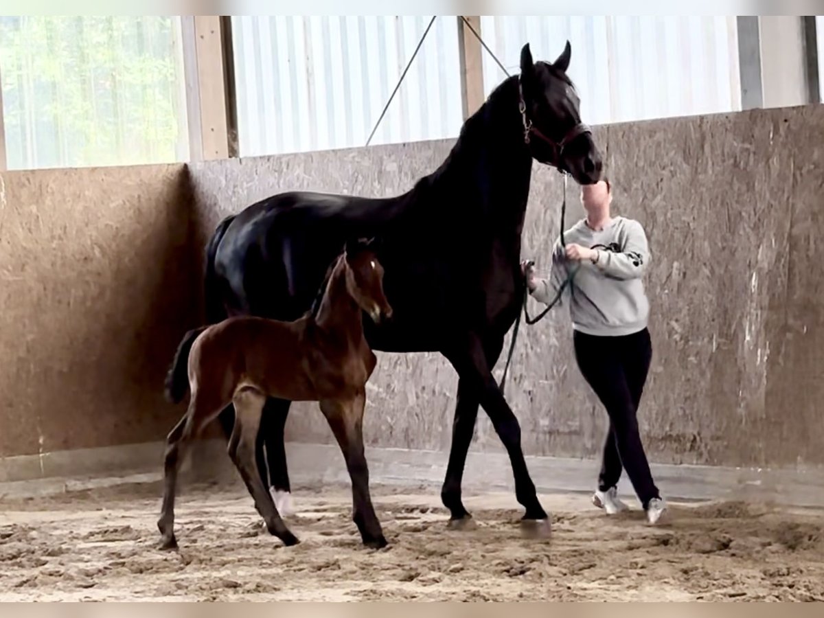 Westfale Stute 7 Jahre 170 cm Rappe in Münster Westfale Stute 7 Jahre 170 cm Rappe in Münster