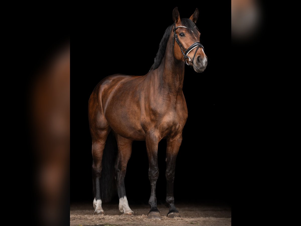 Westfale Stute 7 Jahre 175 cm Brauner in Sangerhausen
