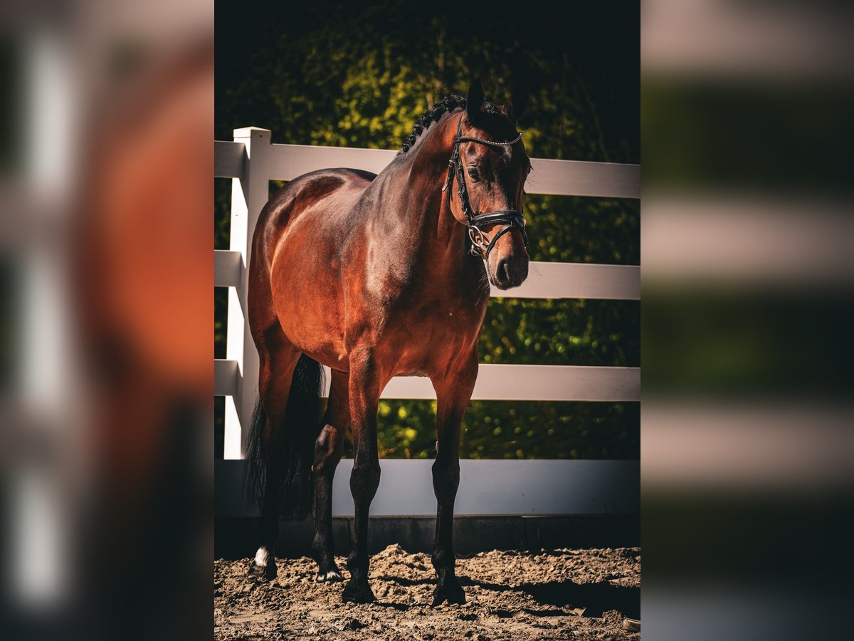 Westfale Stute 8 Jahre 164 cm Brauner in Nettersheim