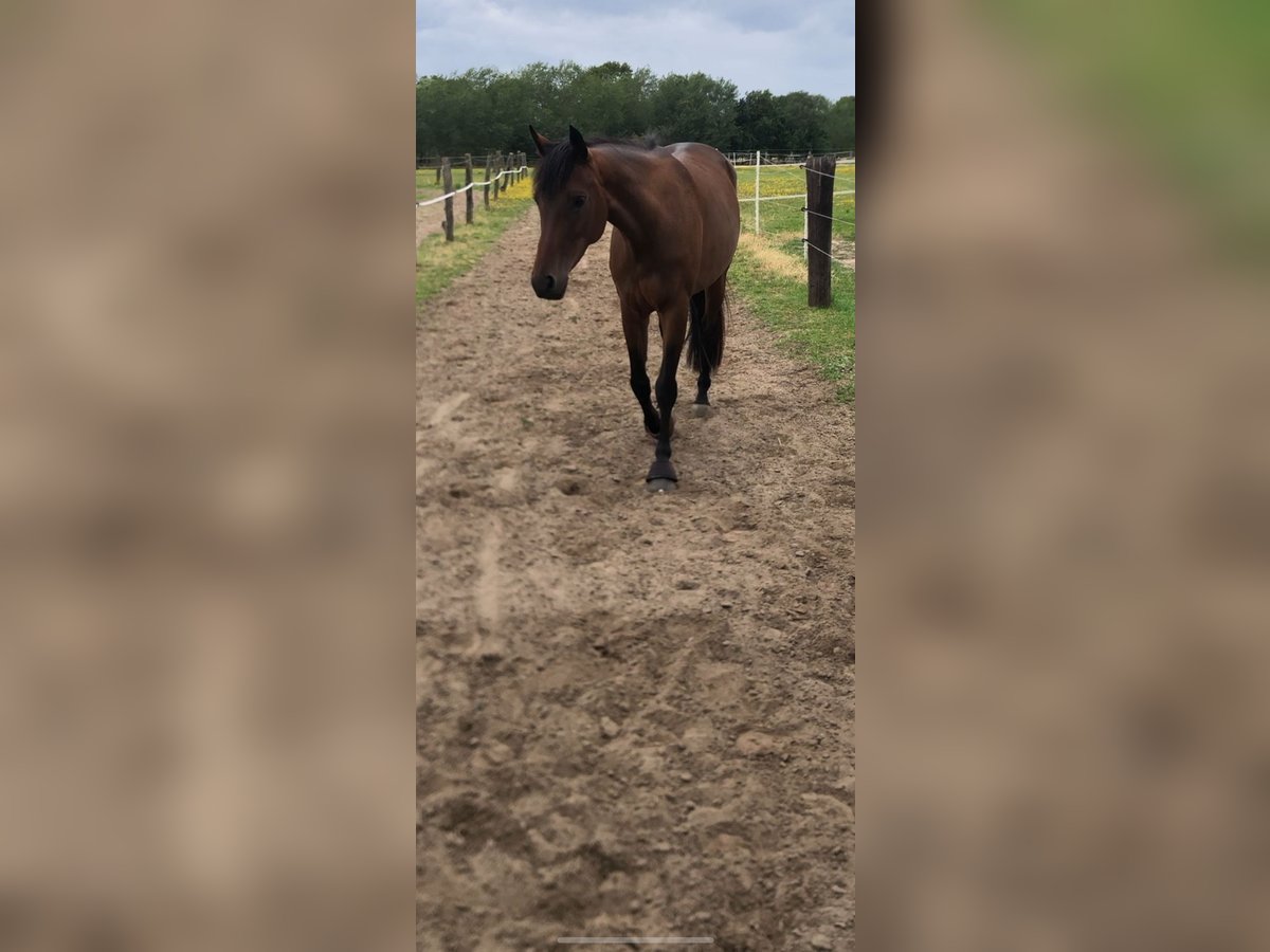 Westfale Stute 8 Jahre 164 cm Brauner in Emsdetten