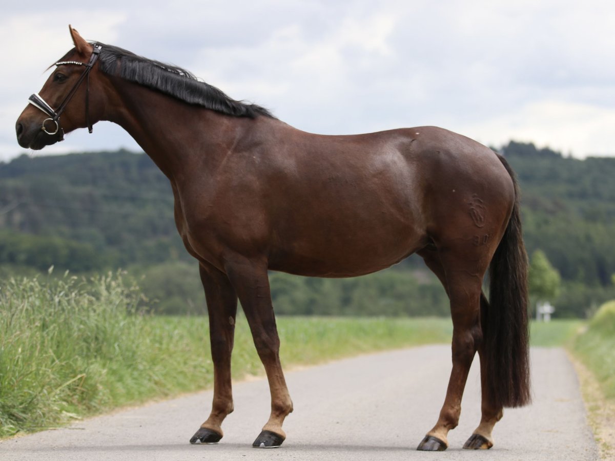 Westfale Stute 8 Jahre 164 cm Dunkelfuchs in Attendorn