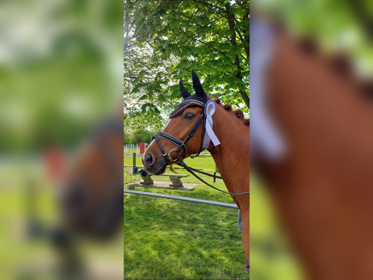 Westfale Stute 8 Jahre 165 cm Fuchs in Tecklenburg