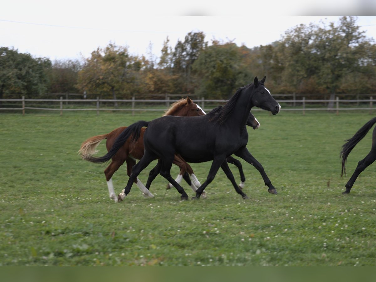 Westfale Stute 8 Jahre 165 cm Rappe in salins