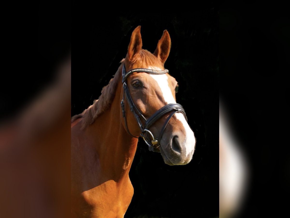 Westfale Stute 8 Jahre 166 cm Fuchs in Gerlingen