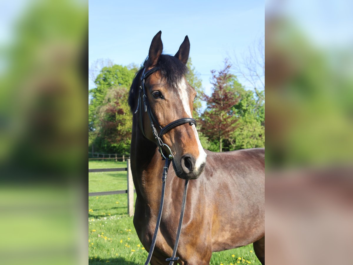 Westfale Stute 8 Jahre 167 cm Dunkelbrauner in Ascheberg