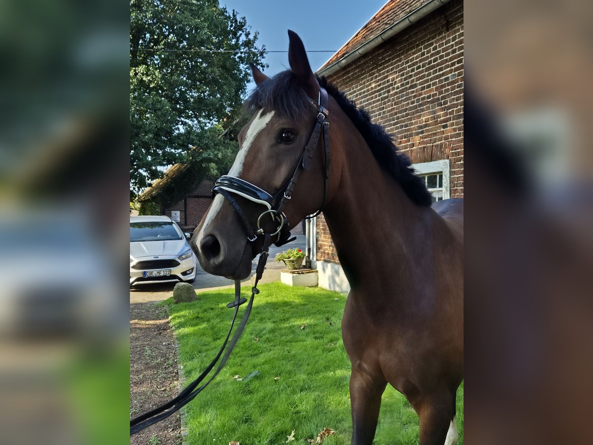 Westfale Stute 8 Jahre 169 cm Brauner in Borken