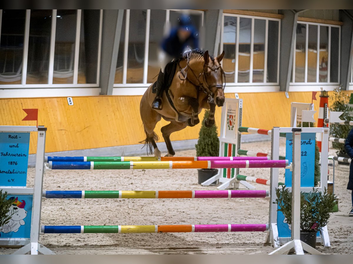 Westfale Stute 8 Jahre 169 cm Brauner in Unna