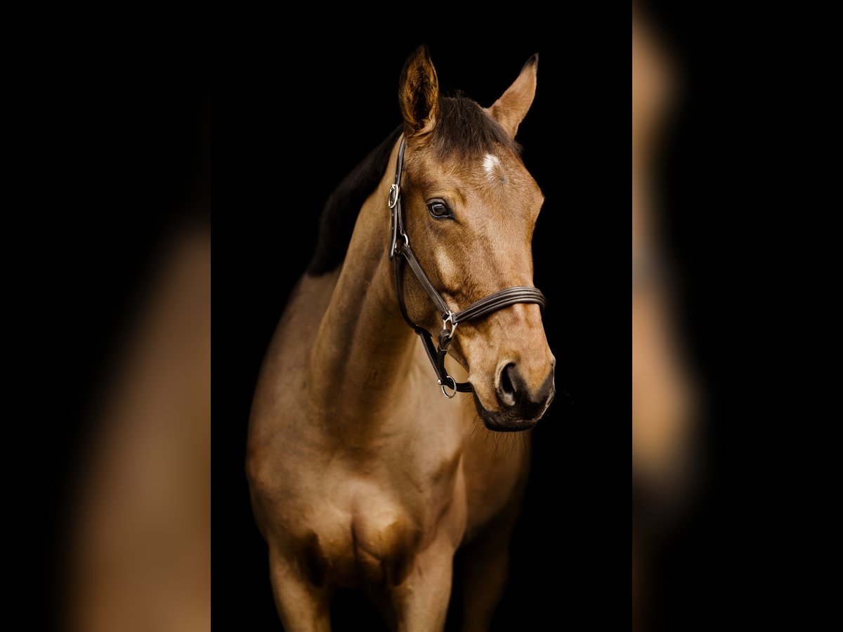 Westfale Stute 8 Jahre 170 cm Brauner in Hohenstein &#xD6;denwaldstetten