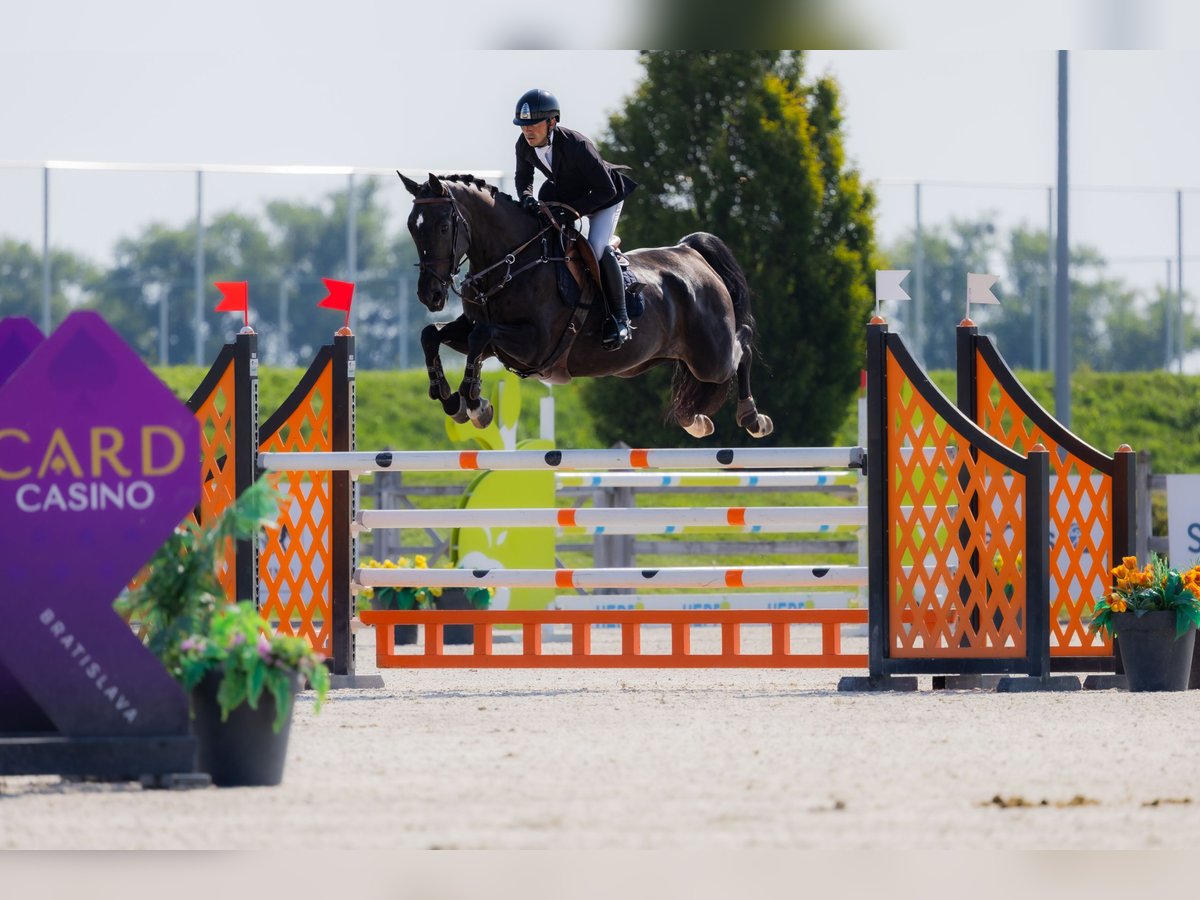 Westfale Stute 8 Jahre 170 cm Dunkelbrauner in Kronenberg