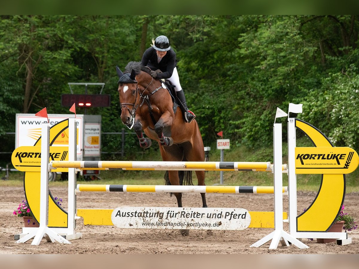 Westfale Stute 8 Jahre 171 cm Brauner in Horstmar