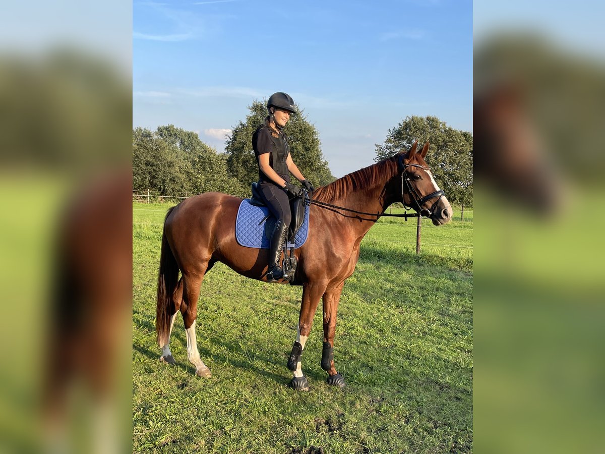 Westfale Stute 8 Jahre 171 cm Fuchs in Schermbeck