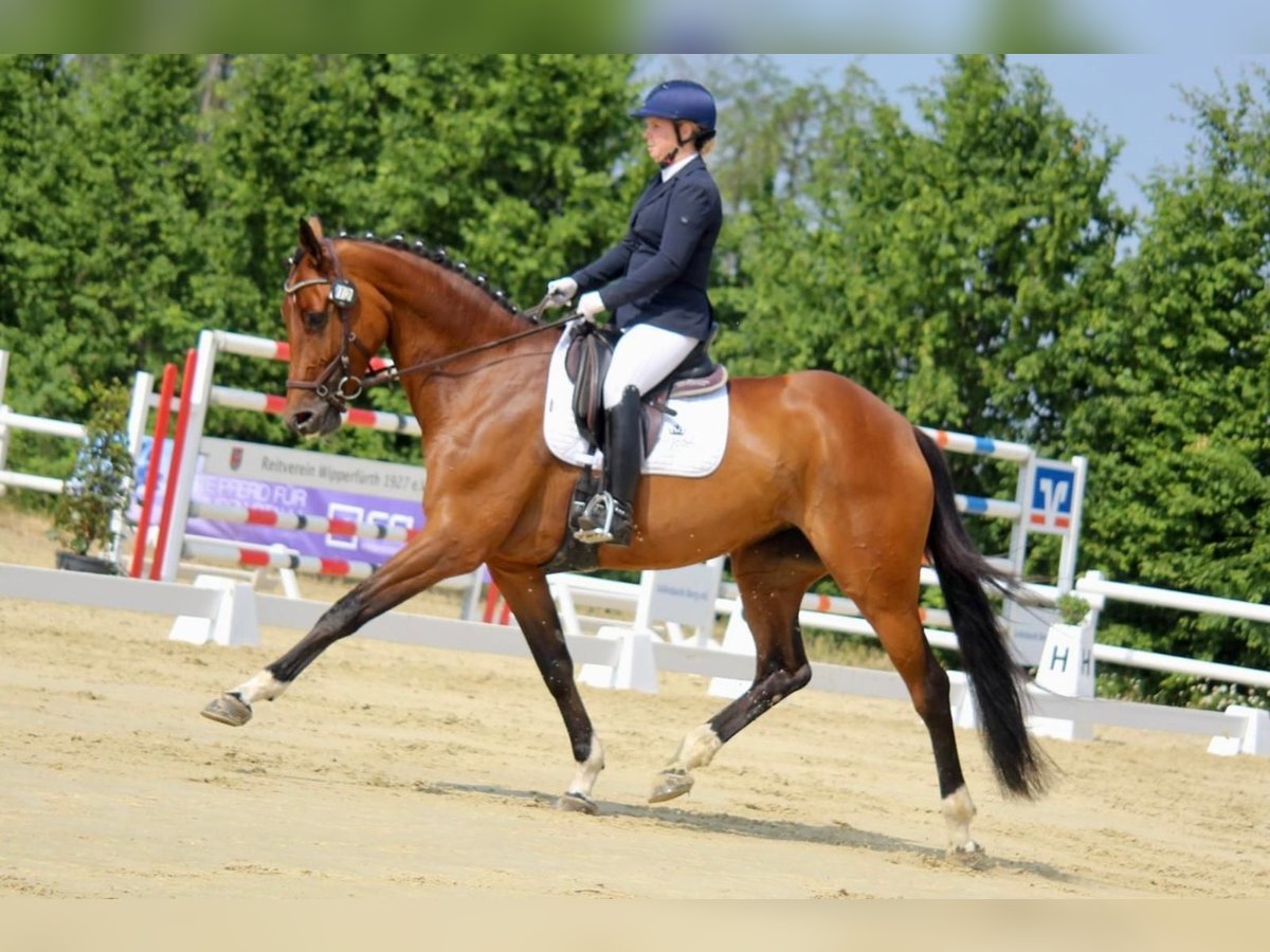 Westfale Stute 8 Jahre 173 cm Brauner in Ruppichteroth