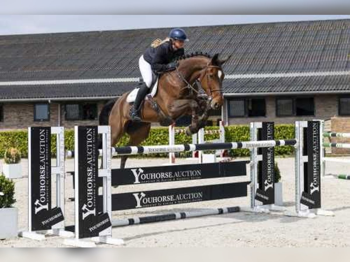 Westfale Stute 8 Jahre 173 cm in Waddinxveen