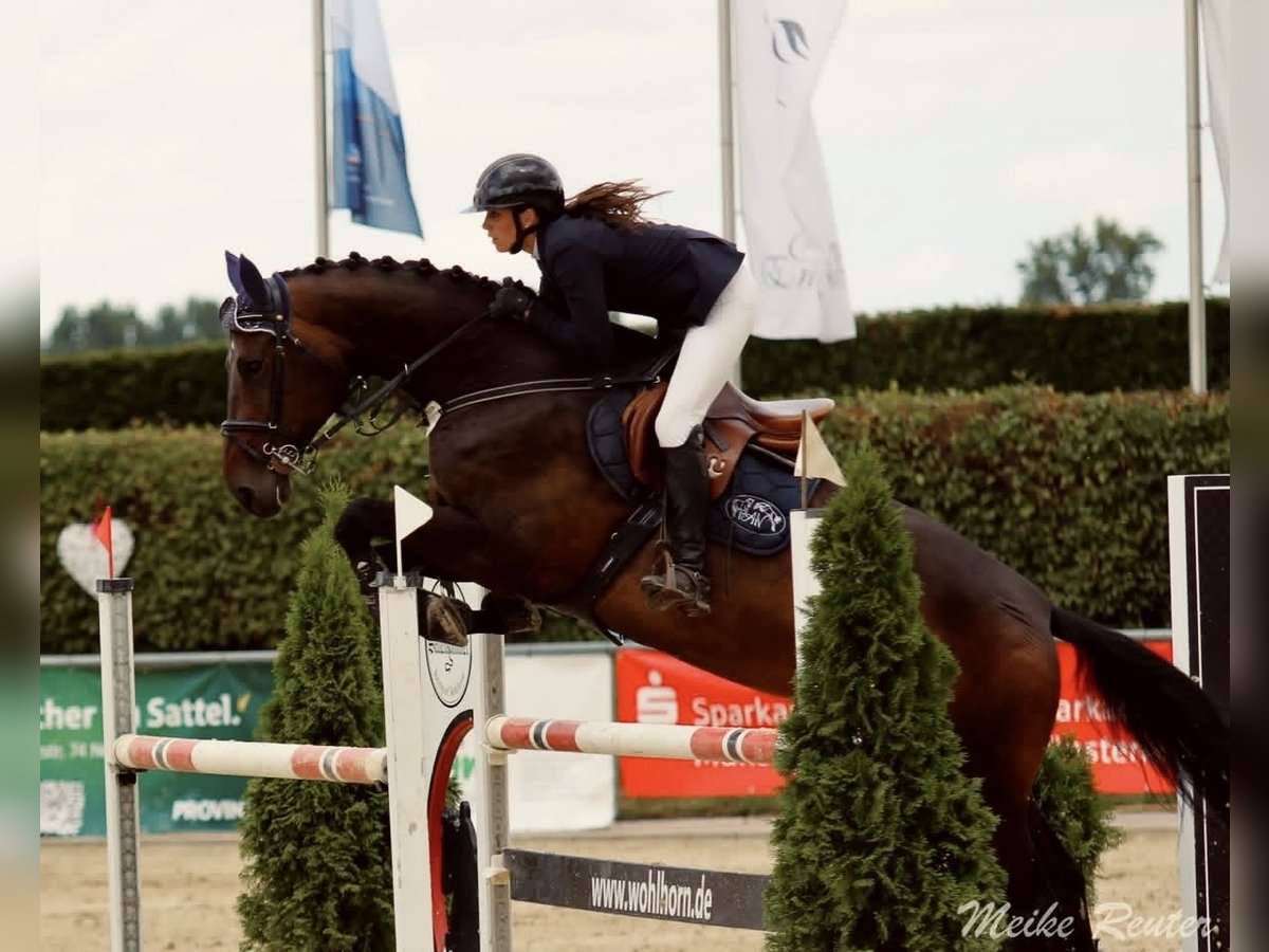 Westfale Stute 8 Jahre 174 cm Brauner in Borchen