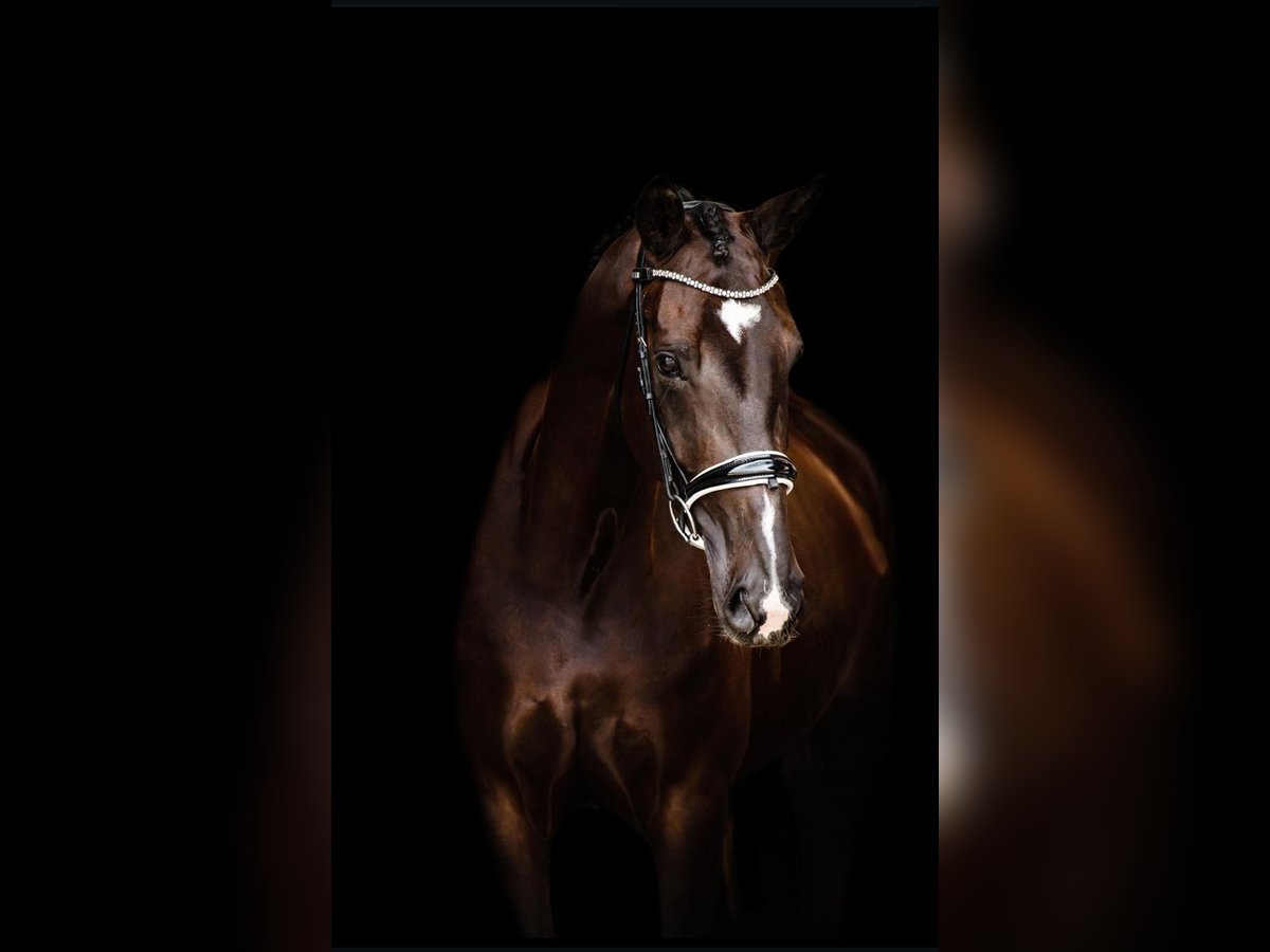 Westfale Stute 8 Jahre 174 cm Schwarzbrauner in Lachen