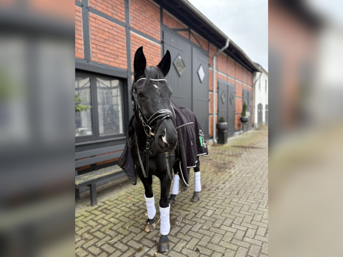 Westfale Stute 9 Jahre 160 cm Rappe in Hamm