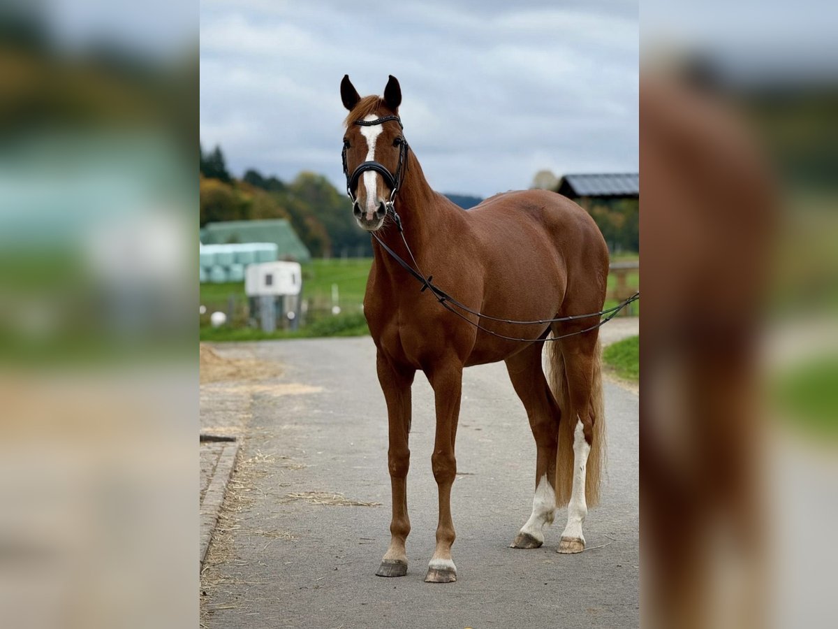 Westfale Stute 9 Jahre 163 cm Fuchs in Altenkirchen