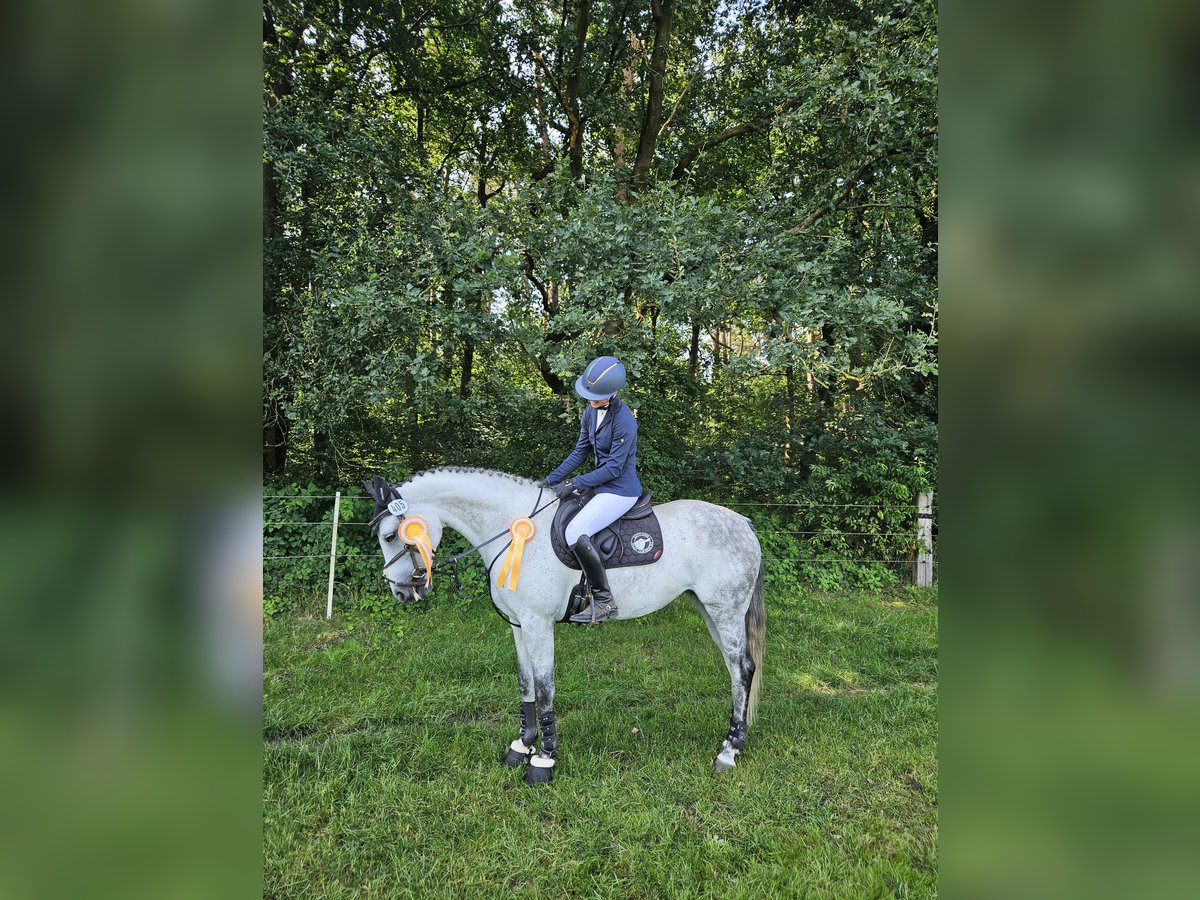 Westfale Stute 9 Jahre 163 cm Schimmel in Pattensen