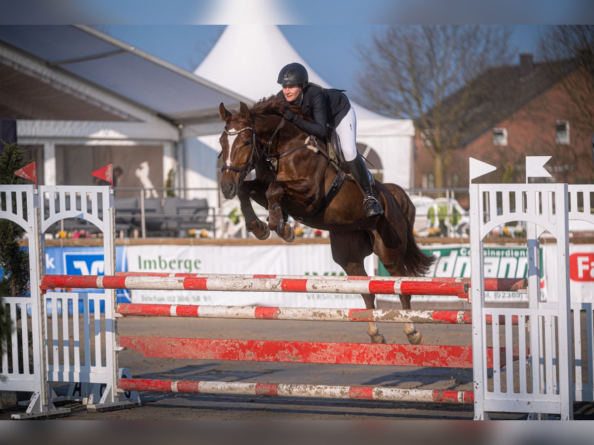 Westfale Stute 9 Jahre 164 cm Dunkelfuchs in Ascheberg