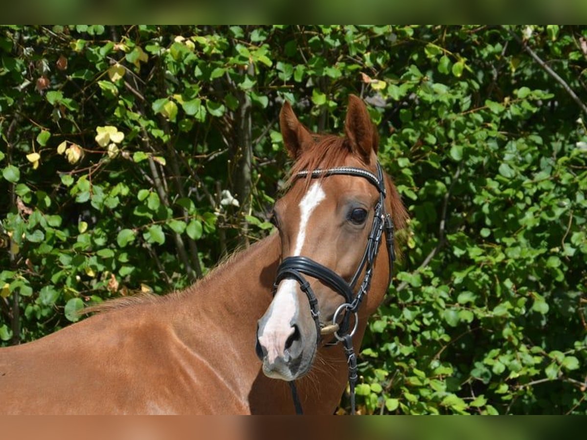 Westfale Stute 9 Jahre 164 cm Fuchs in Ankum