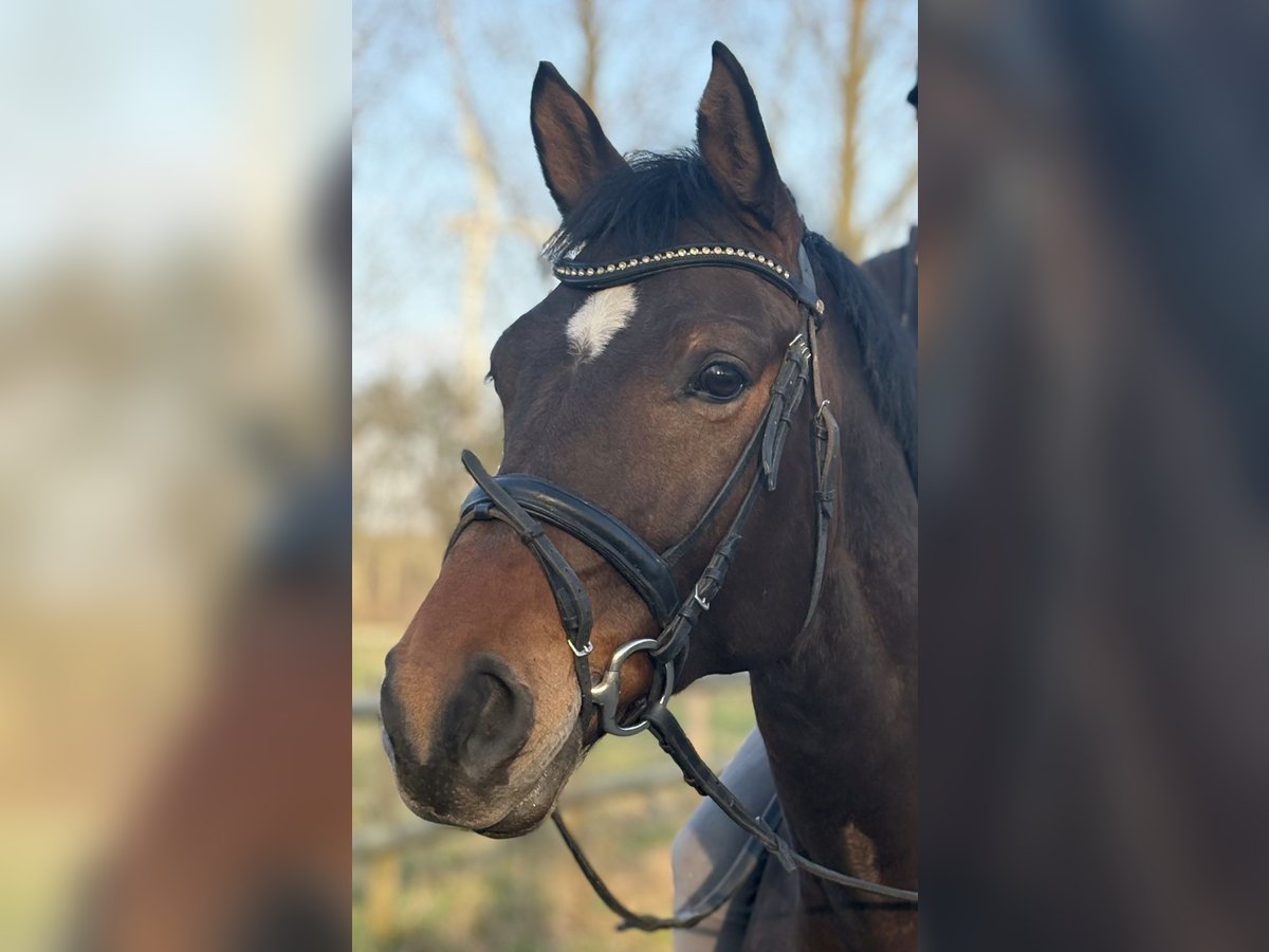 Westfale Stute 9 Jahre 165 cm Brauner in Altenberge