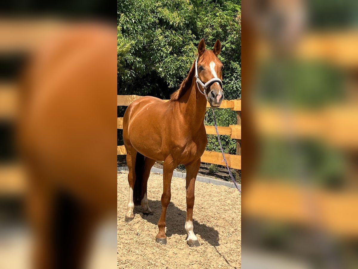Westfale Stute 9 Jahre 165 cm Fuchs in Bopfingen