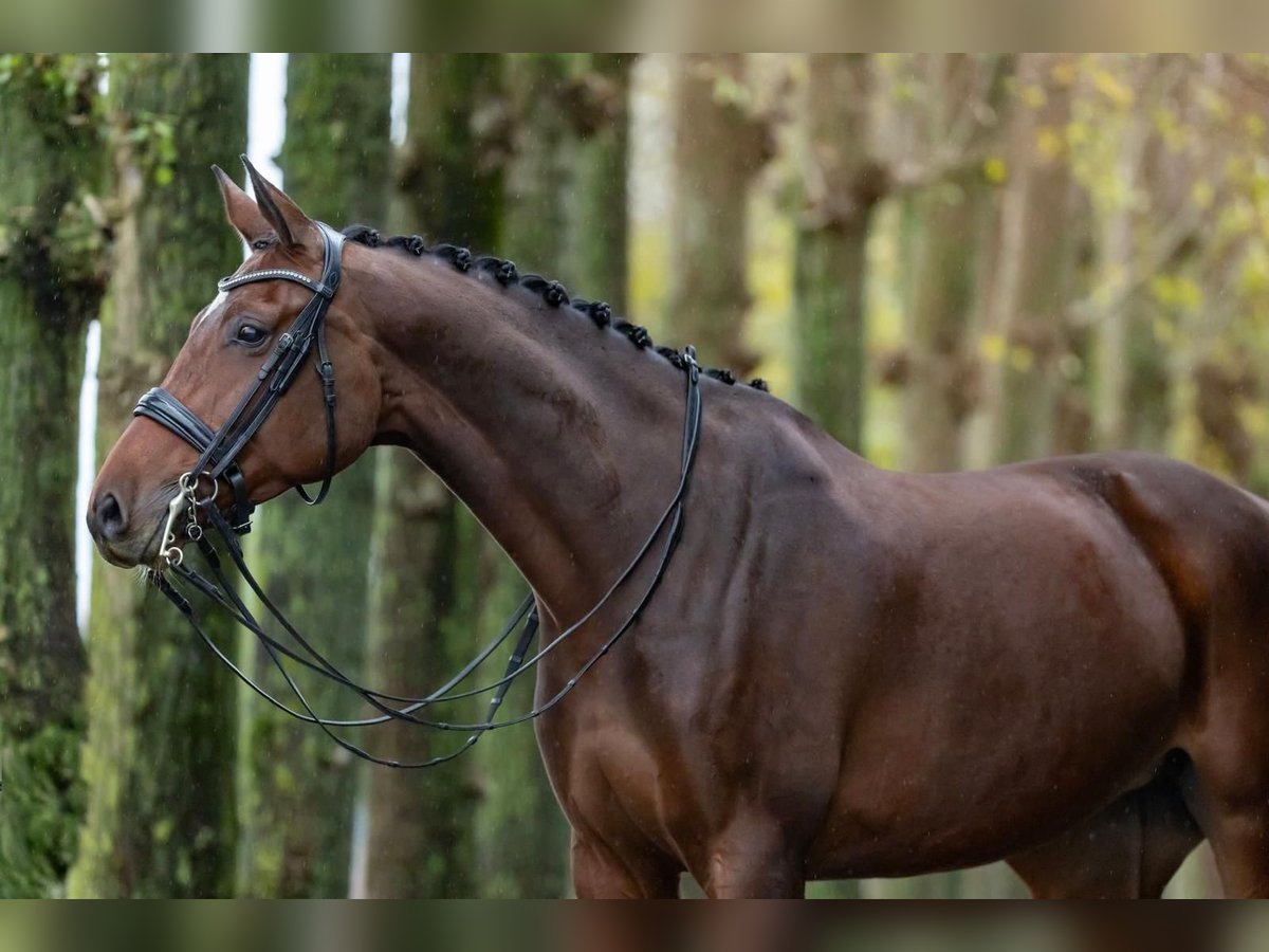 Westfale Stute 9 Jahre 168 cm Brauner in Haftenkamp