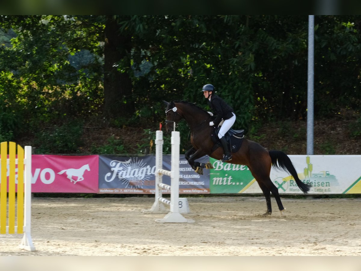Westfale, Stute in Herten