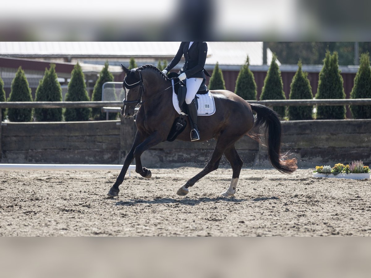 Westfale Stute 9 Jahre 168 cm Dunkelbrauner in Bottrop