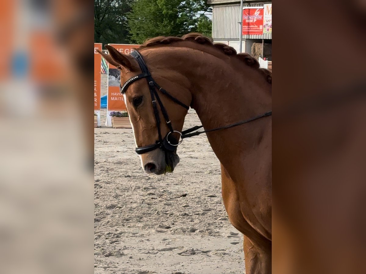 Westfale Stute 9 Jahre 168 cm Fuchs in Bad Salzuflen