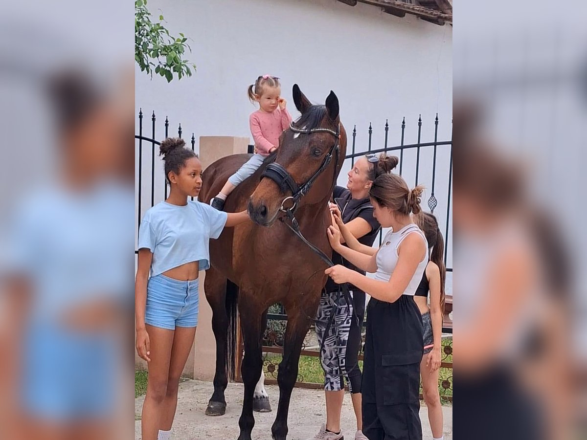 Westfale Stute 9 Jahre 169 cm Brauner in Békésszentandrás