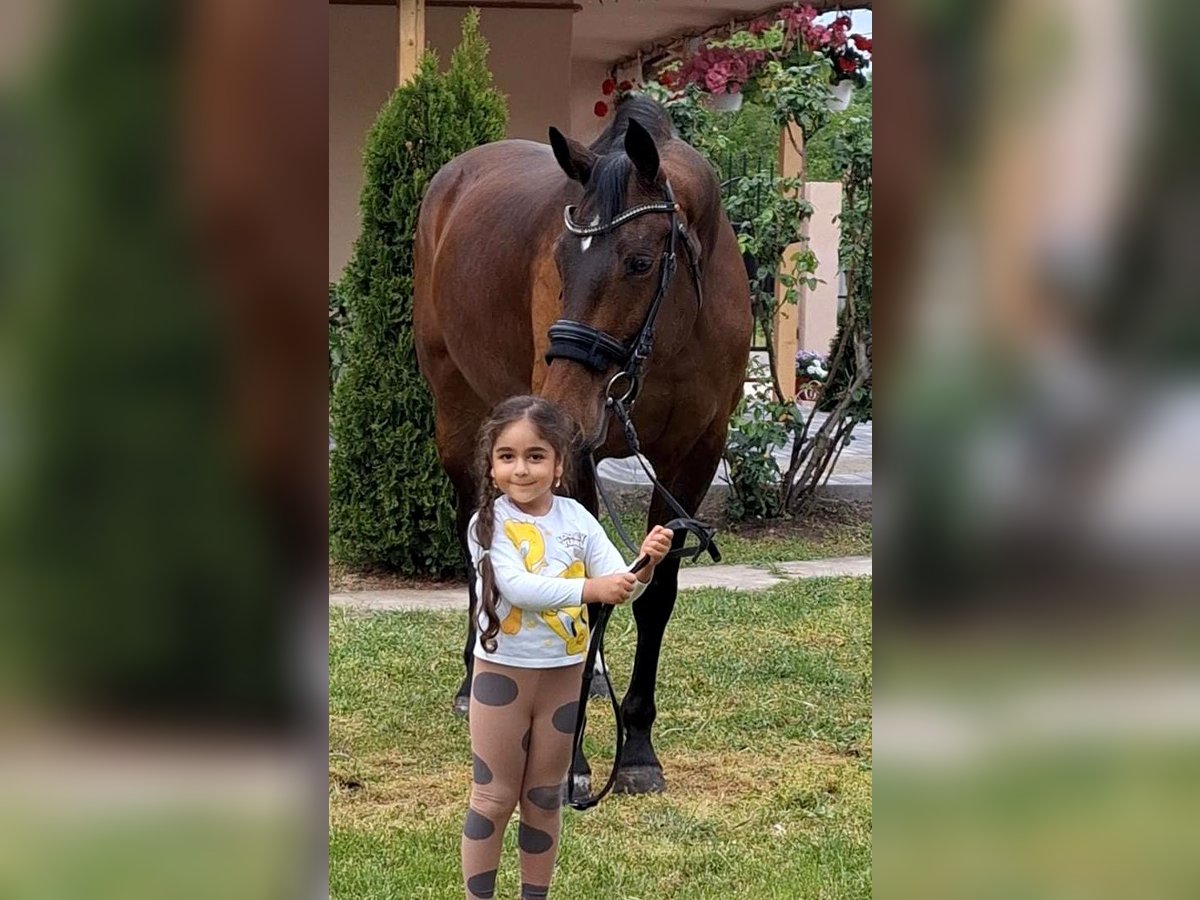 Westfale Stute 9 Jahre 169 cm Brauner in B&#xE9;k&#xE9;sszentandr&#xE1;s