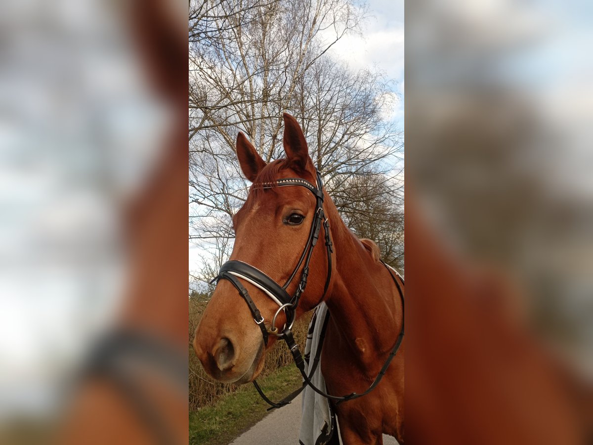 Westfale Stute 9 Jahre 170 cm Fuchs in Bad Rappenau