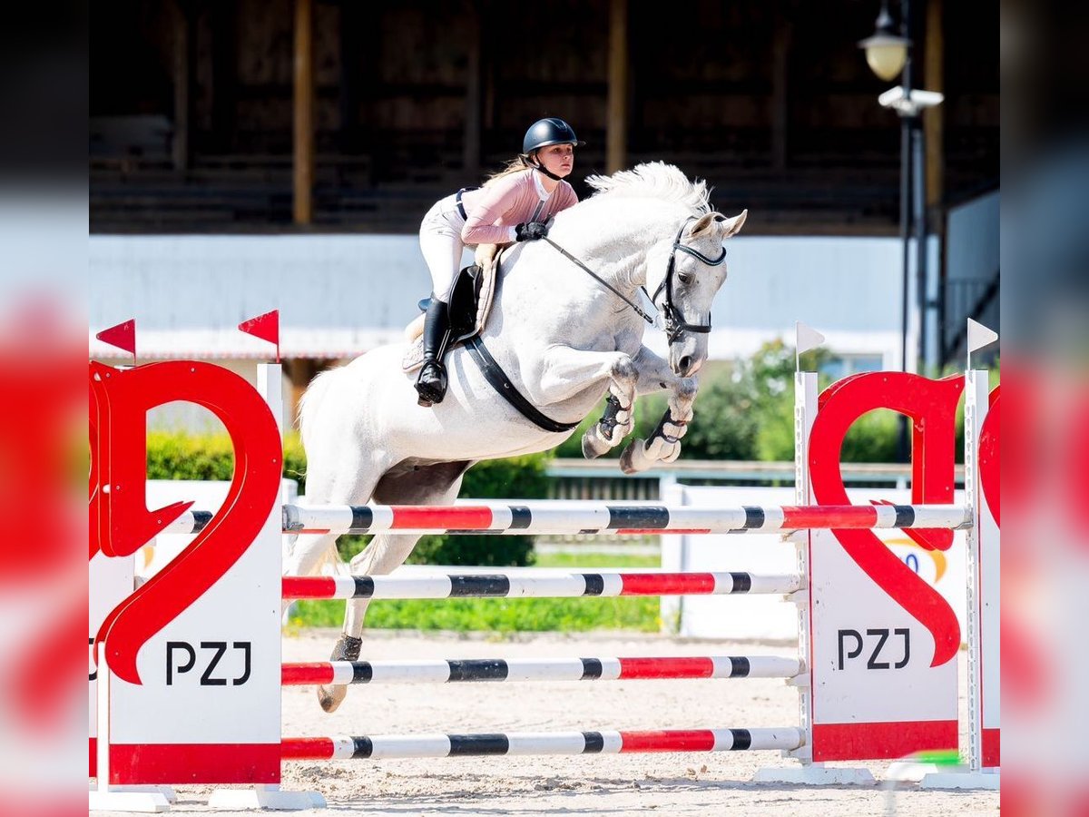 Westfale Stute 9 Jahre 170 cm Schimmel in Wysin