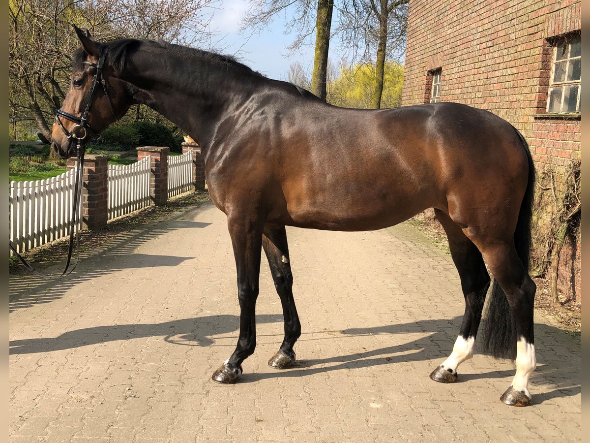 Westfale Stute 9 Jahre 172 cm Brauner in Rees