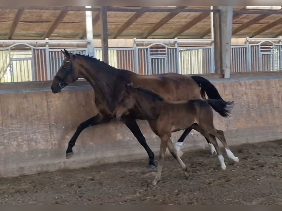 Westfale Stute 9 Jahre 172 cm Brauner in Bramstedt