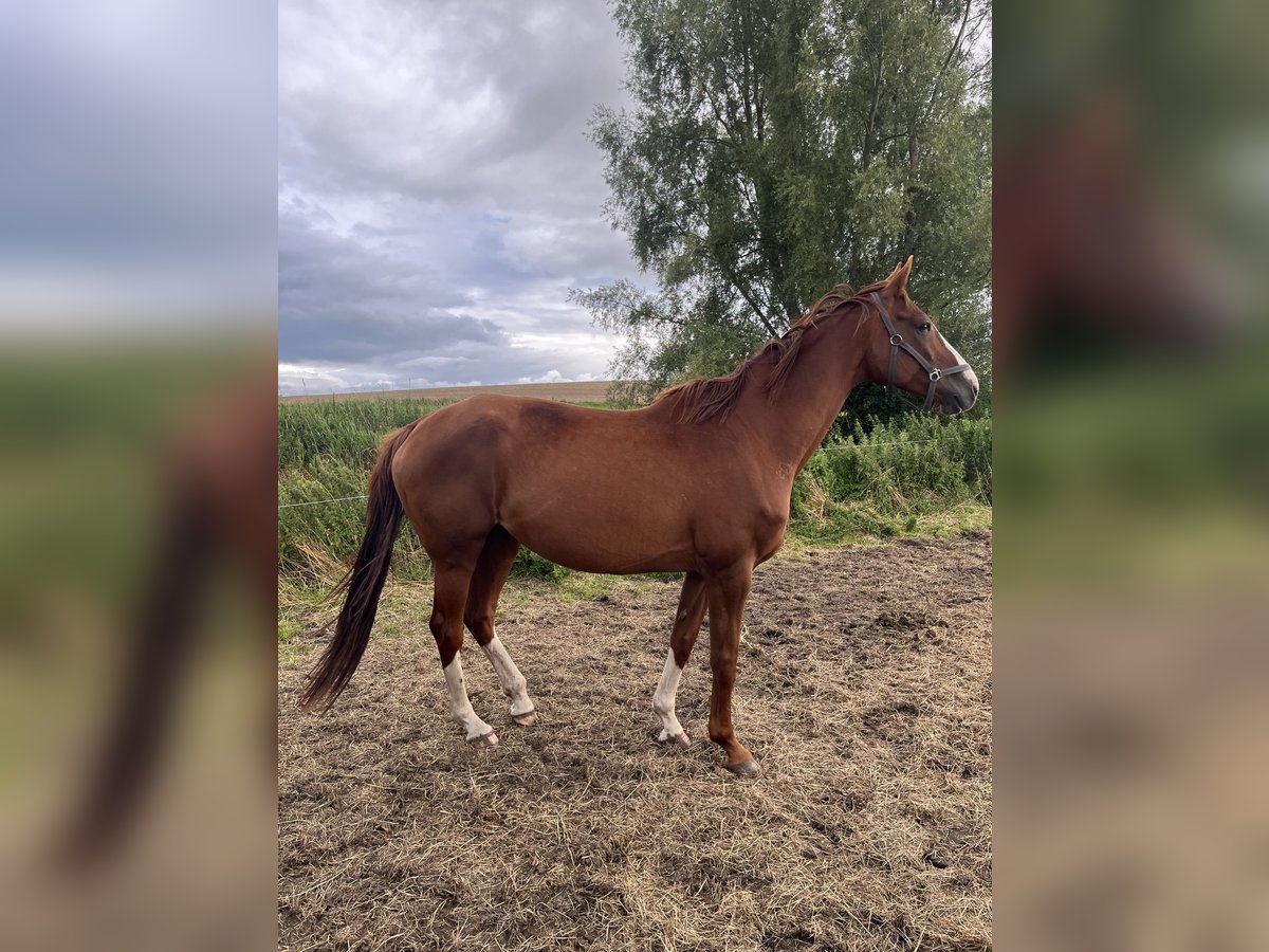 Westfale Stute 9 Jahre 172 cm Fuchs in Zudar