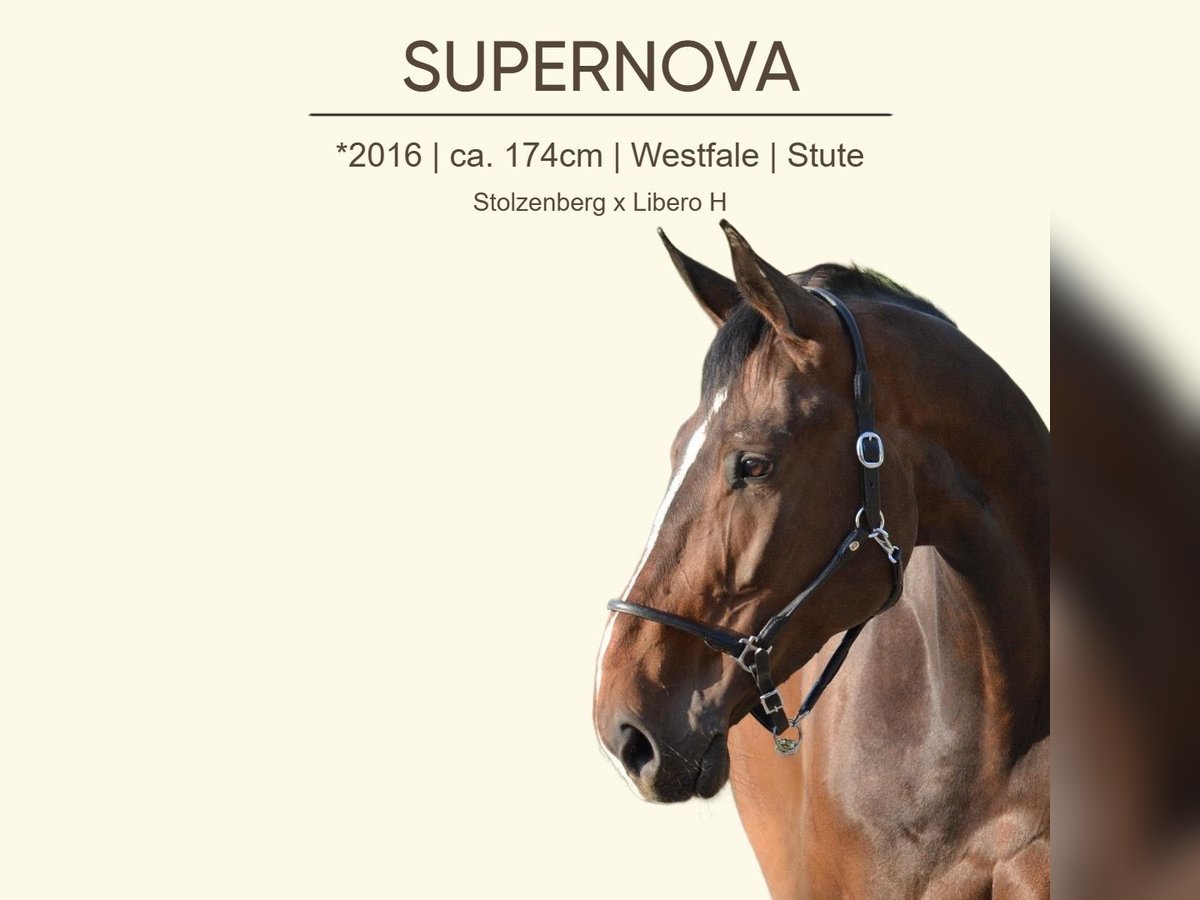 Westfale Stute 9 Jahre 174 cm Brauner in Goldbach