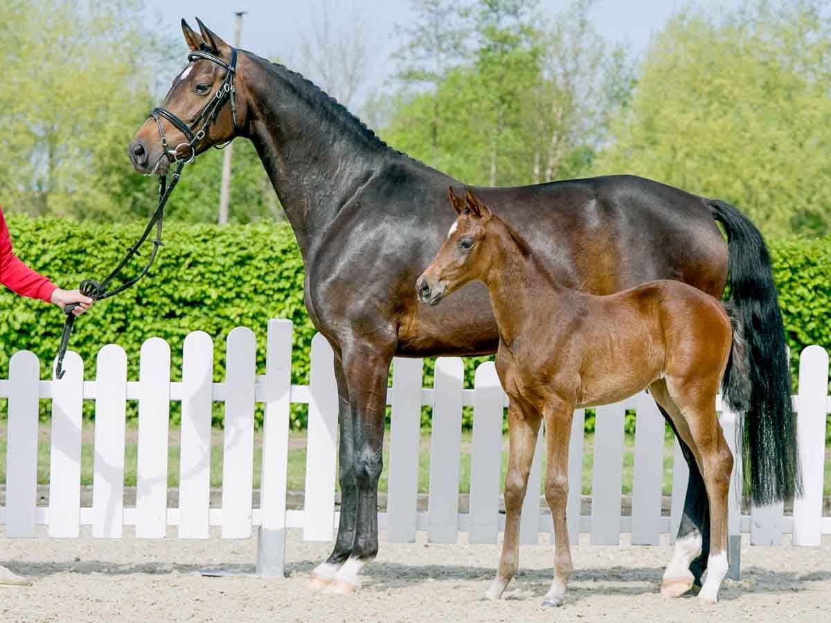 Westfale Stute 9 Jahre Dunkelbrauner in Lüdinghausen Westfale Stute 9 Jahre Dunkelbrauner in Lüdinghausen