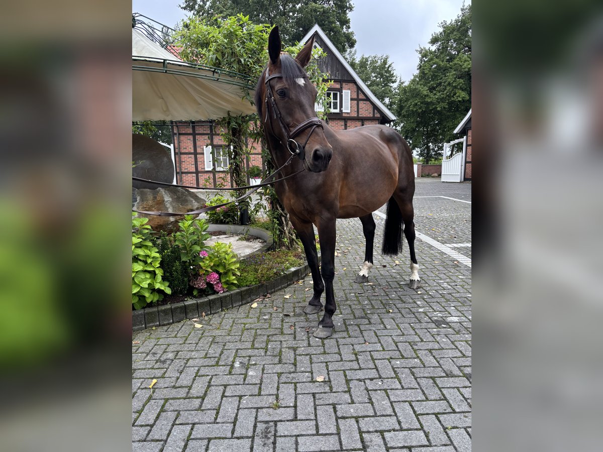 Westfale Stute 9 Jahre in Beelen