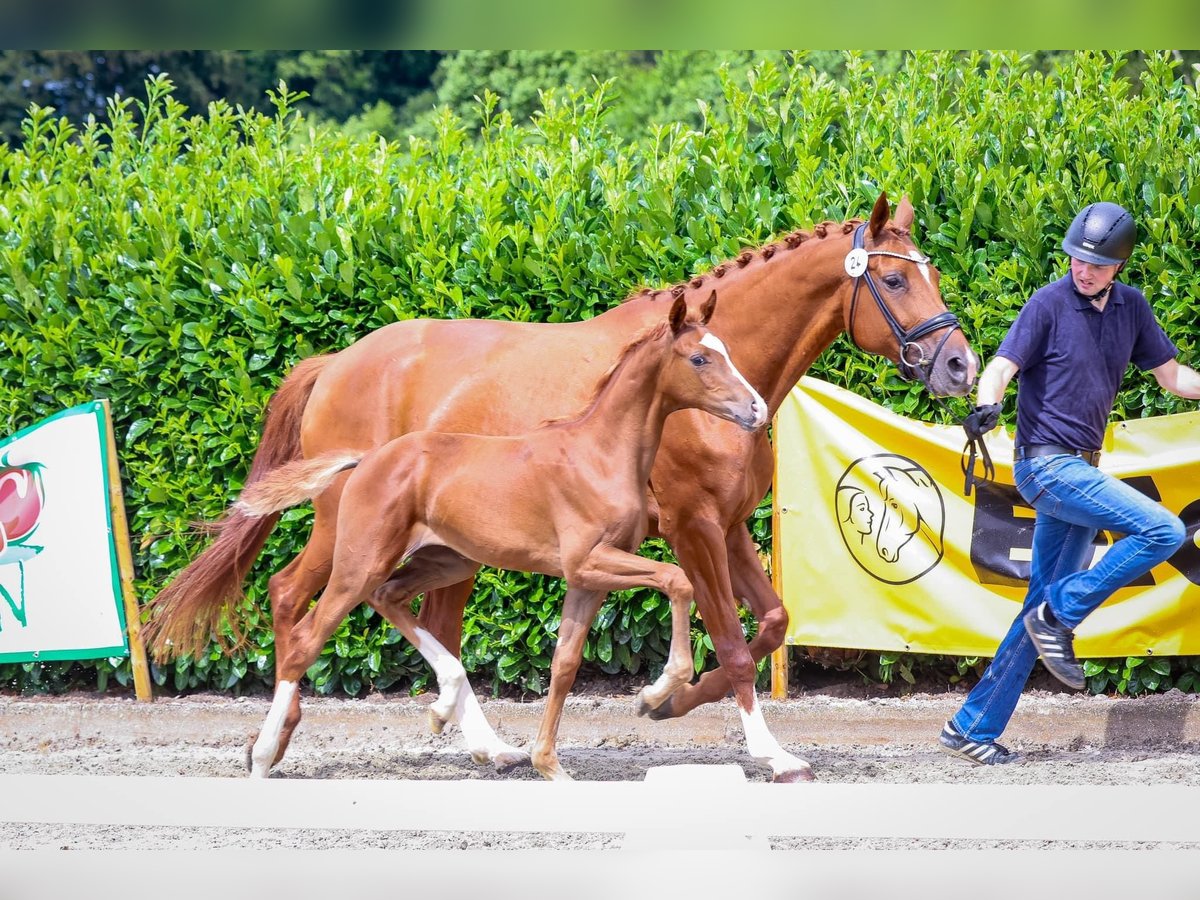 Westfale Stute Fohlen (03/2024) 168 cm Fuchs in Lienen
