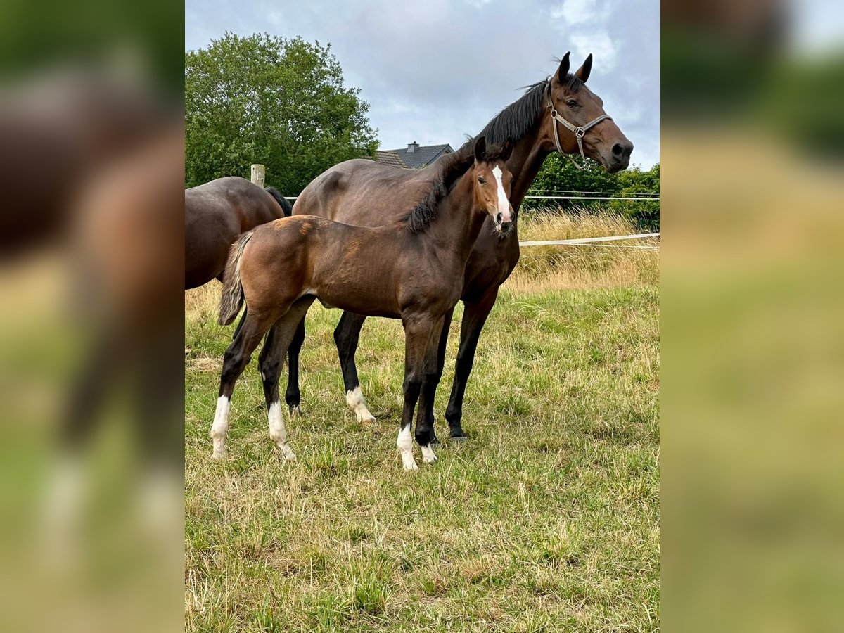 Westfale Stute  175 cm Brauner in Halsenbach