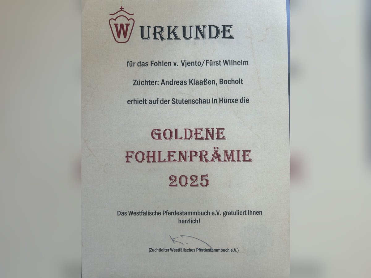Westfale Stute Fohlen (04/2025) Brauner in Bocholt