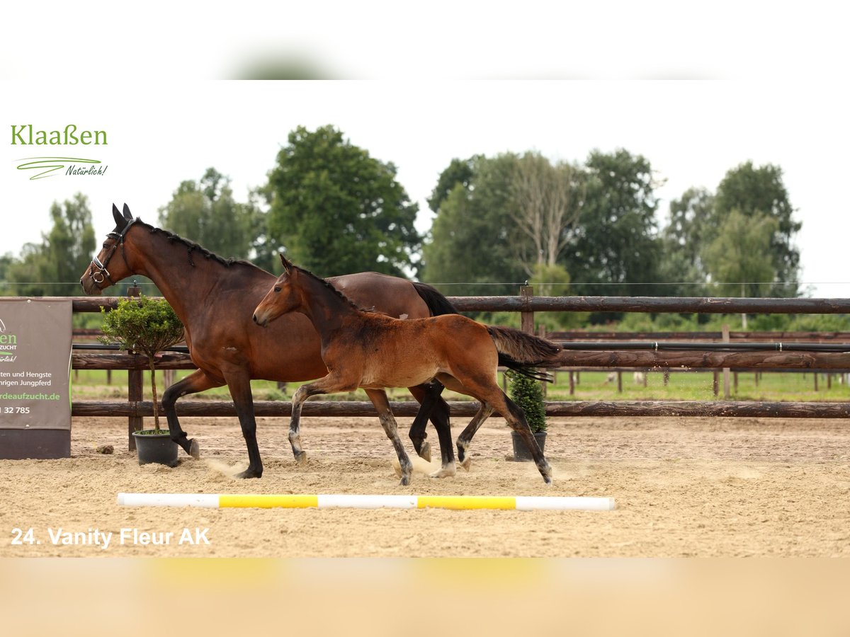 Westfale Stute Fohlen (04/2025) Brauner in Bocholt