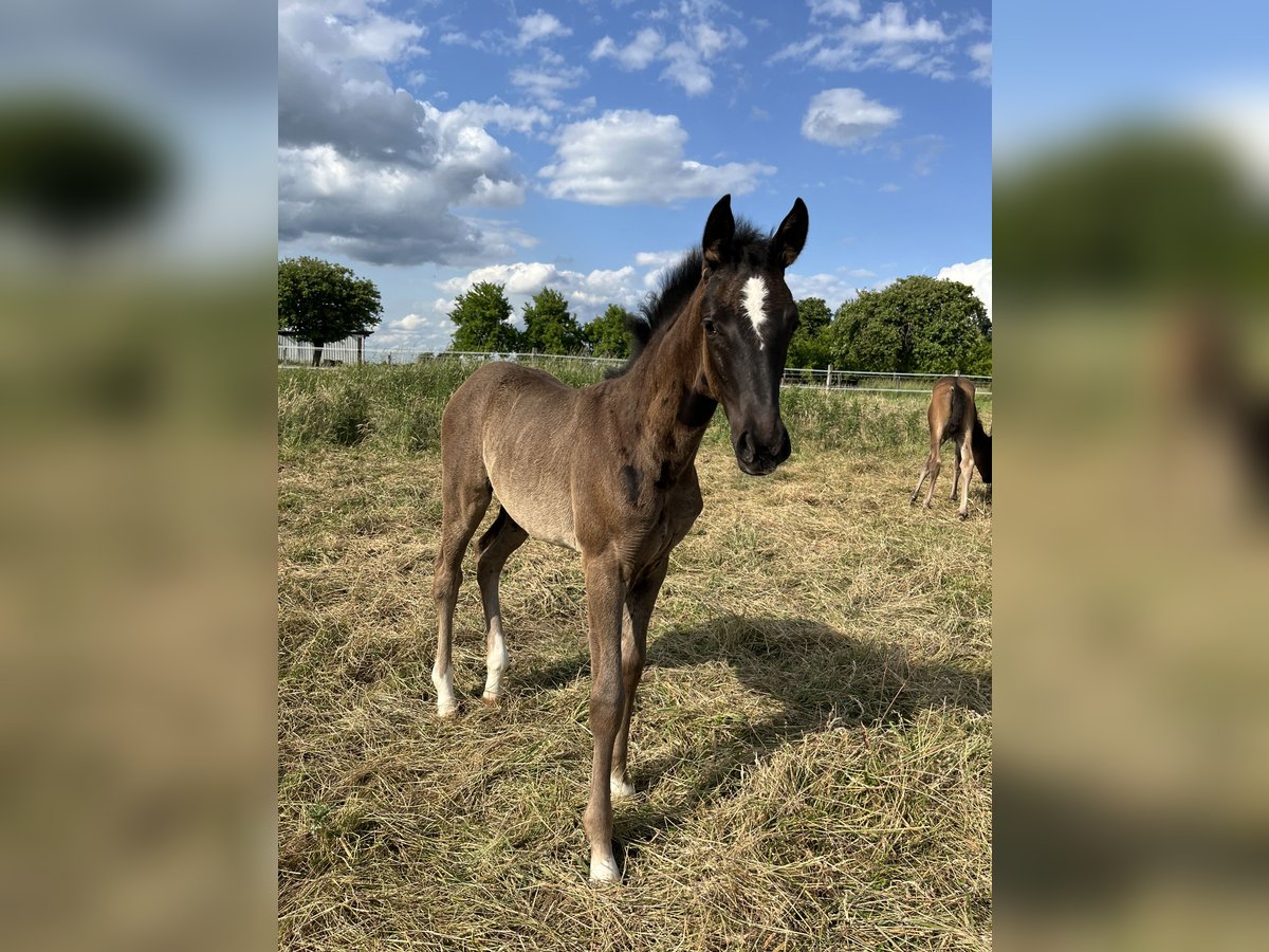 Westfale Stute  Dunkelbrauner in OeldeOelde