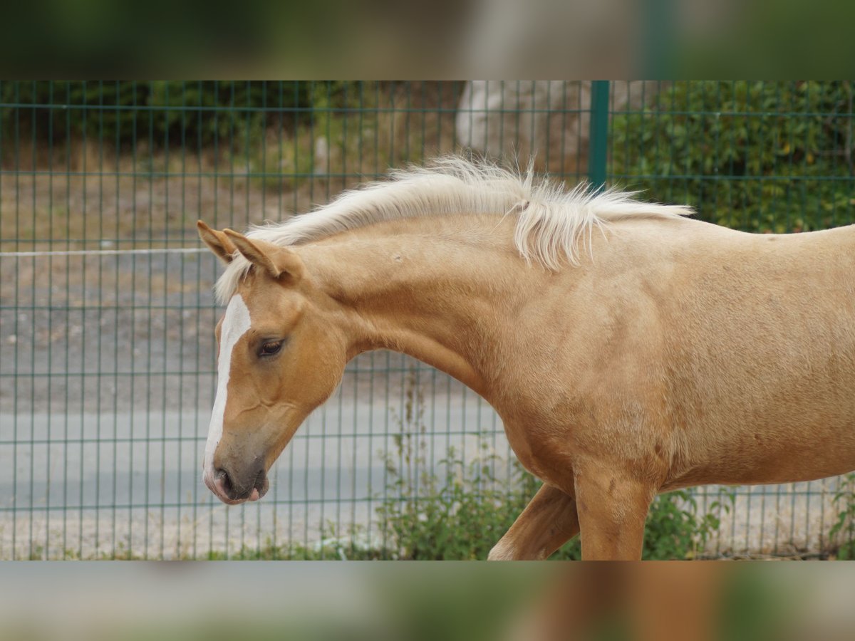 Westfale, Stute in Neuenkirchen-Vörden