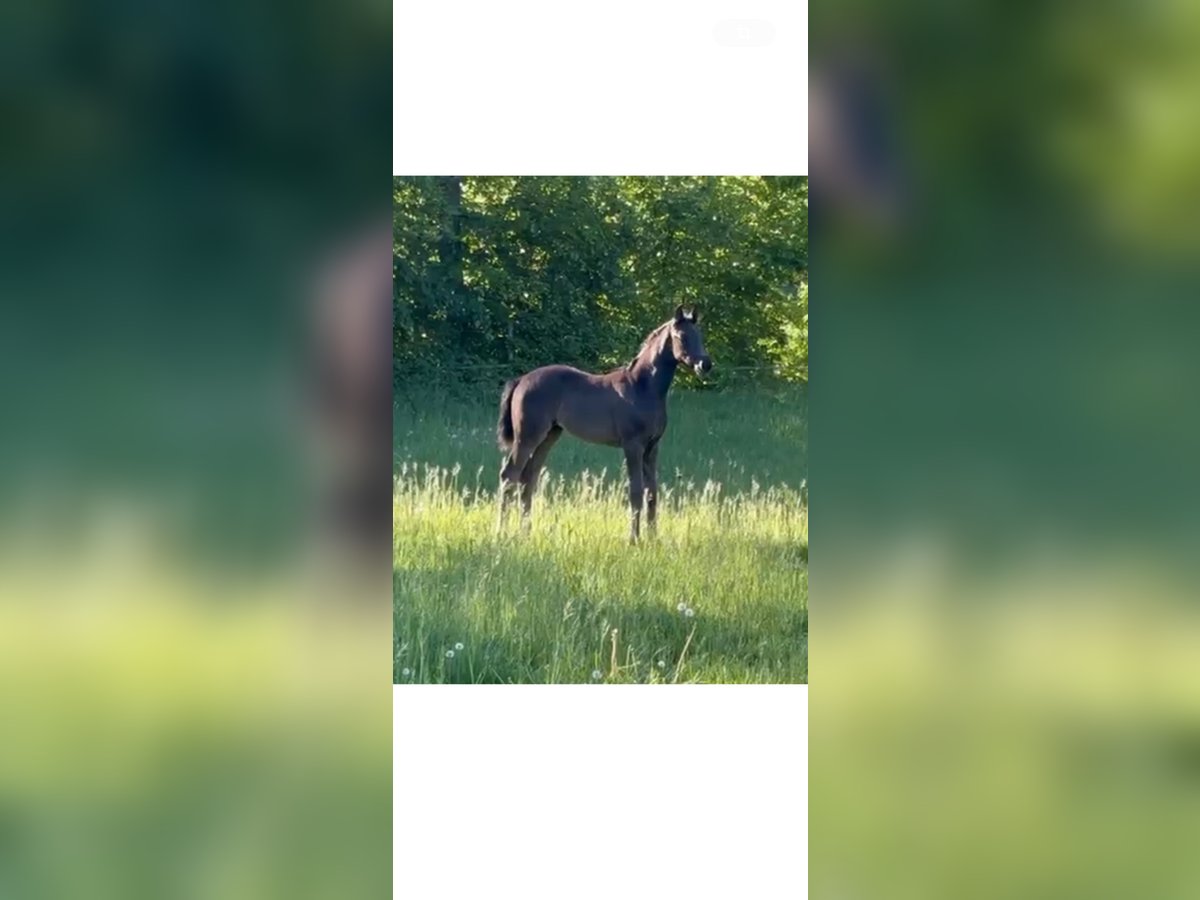 Westfale Stute  Rappe in Hörstel